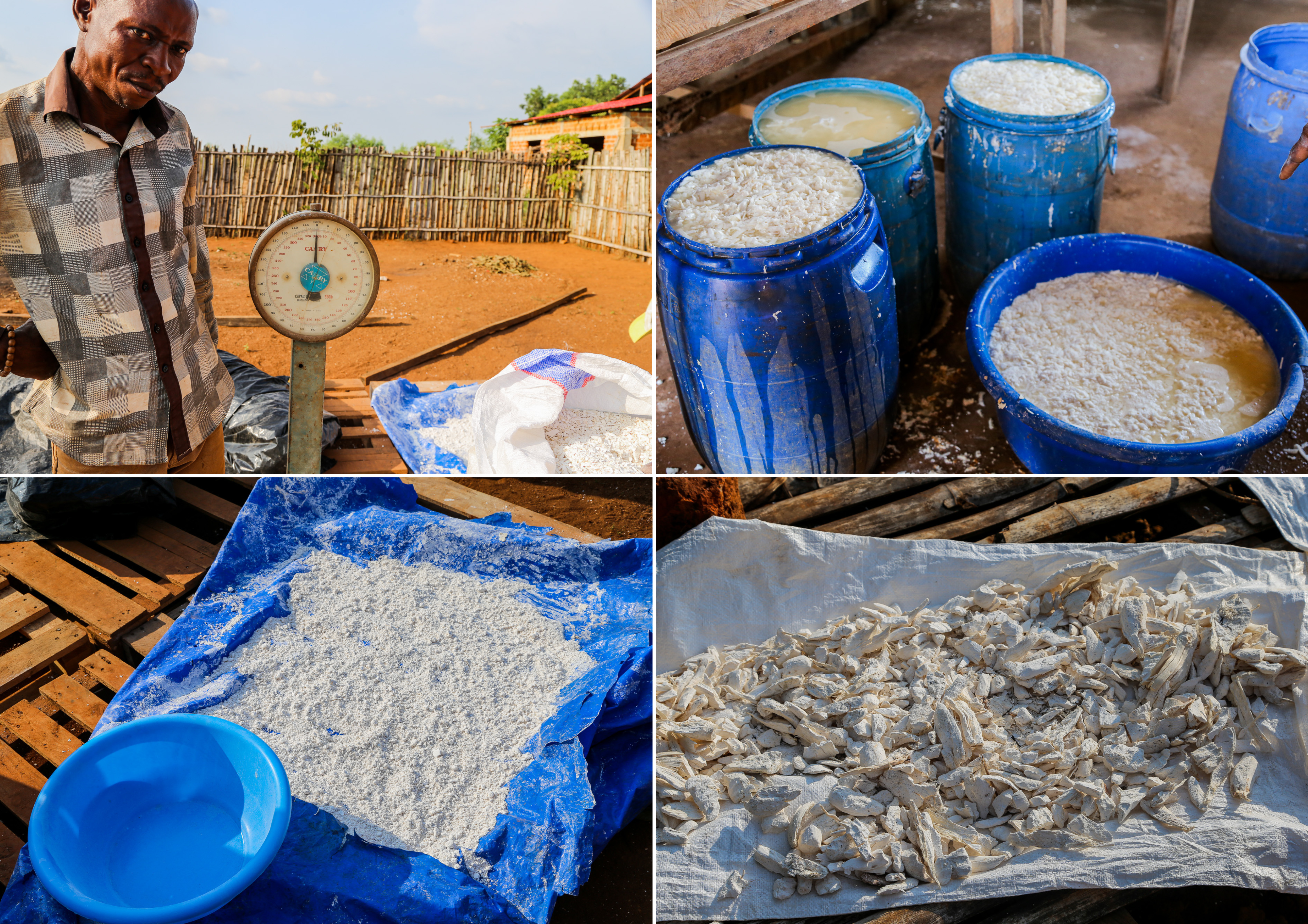 The cassava is weighed, and then chipped, before being either fermented or grounded. 