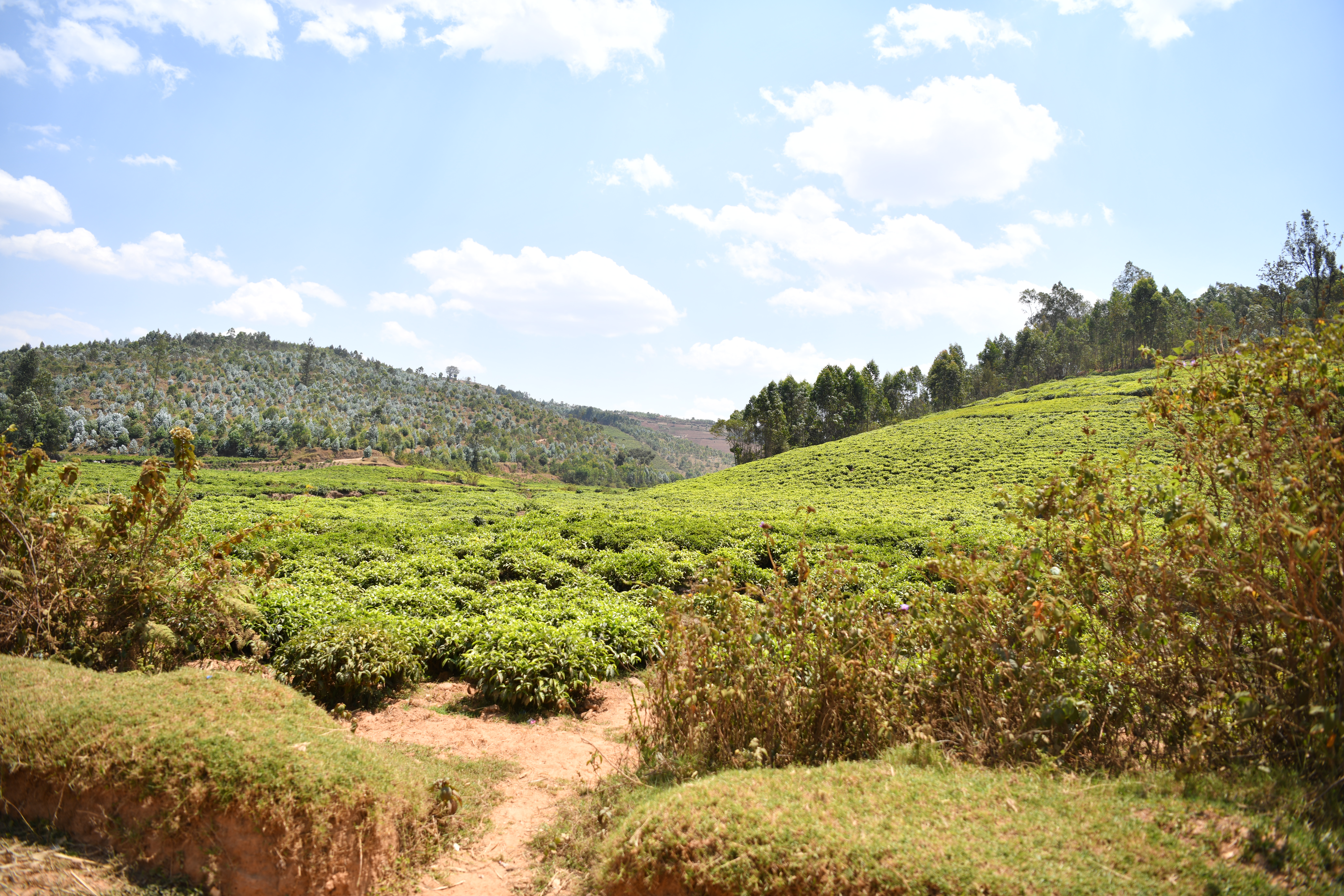 One of the tea plantations in Nyaruguru District, Rwanda.