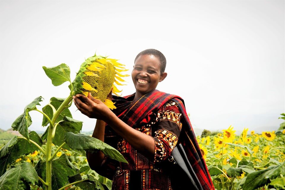 In the Singida region of Tanzania, sunflower women farmers receiving support from UN Women are expecting better profits this season due to a high demand for sunflower oil triggered by last season’s low production. Photo: FarmAfrica.