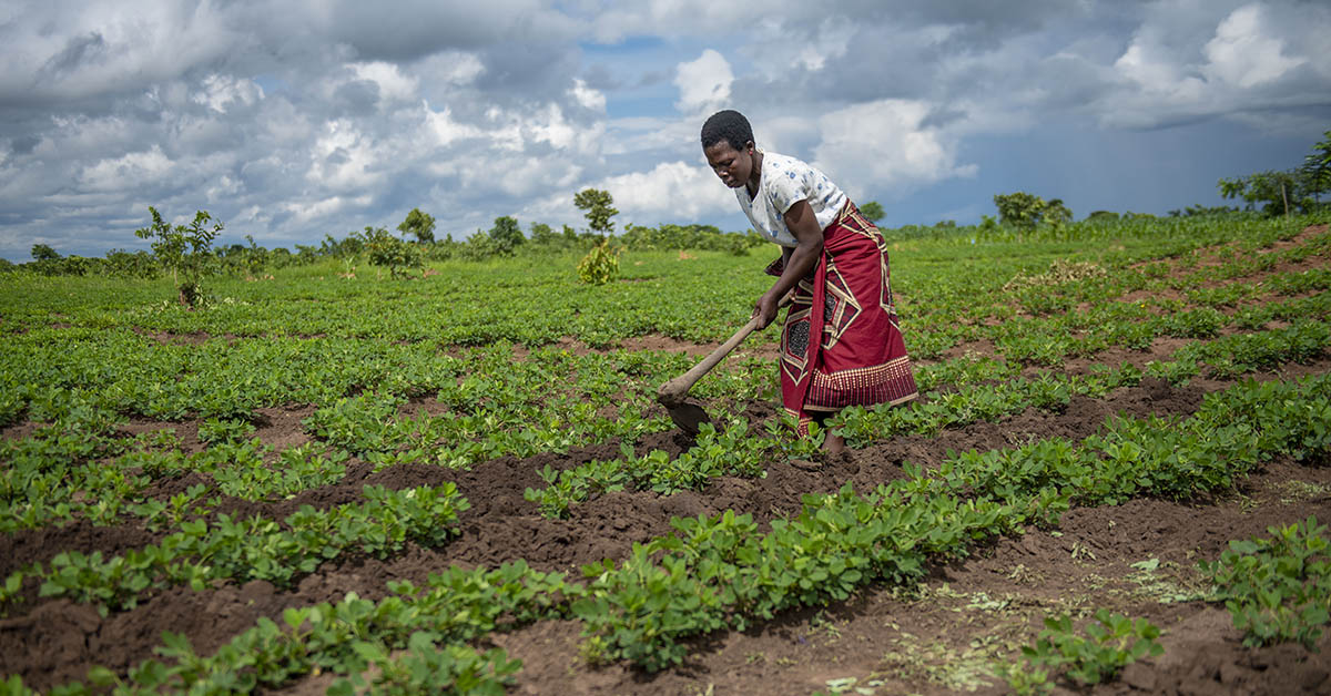 Weather forecasts shift climate change impact for women farmers in Malawi