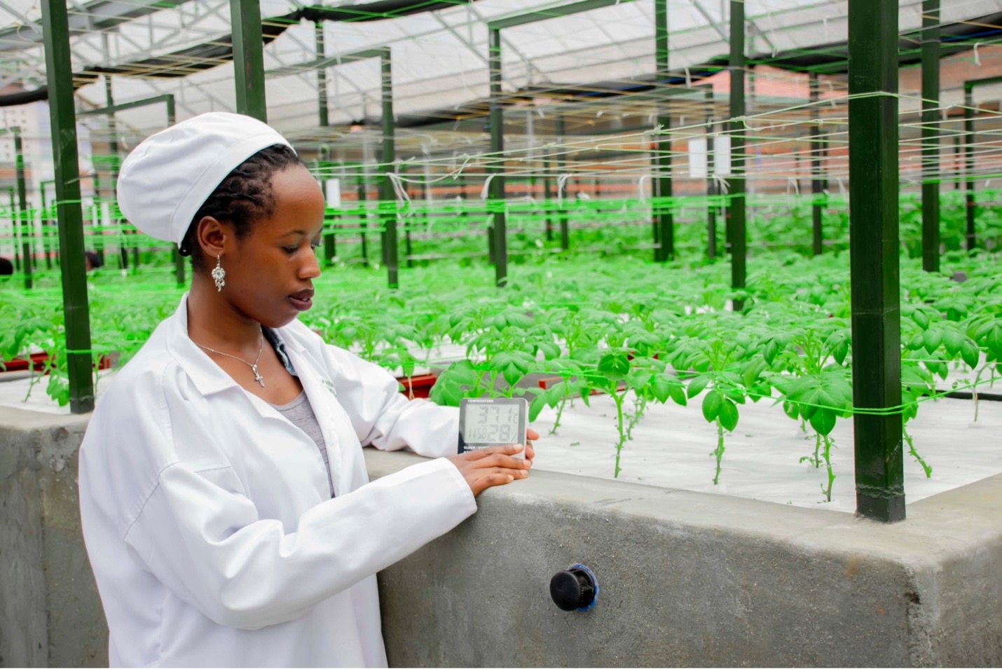 Clemence Uwamutarambirwa detecting temperature of potatoes in the greenhouse. Photo Courtesy: Catholic University of Rwanda