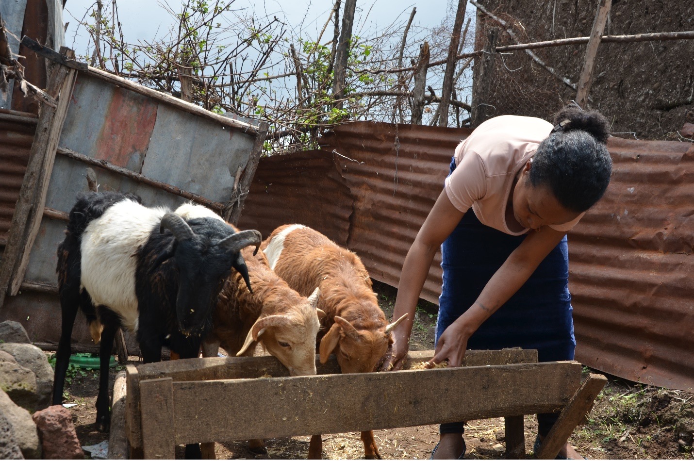 Fantu provides feed to some of the sheep she fattens for sale. Photo: UN Women/Fikerte Abebe