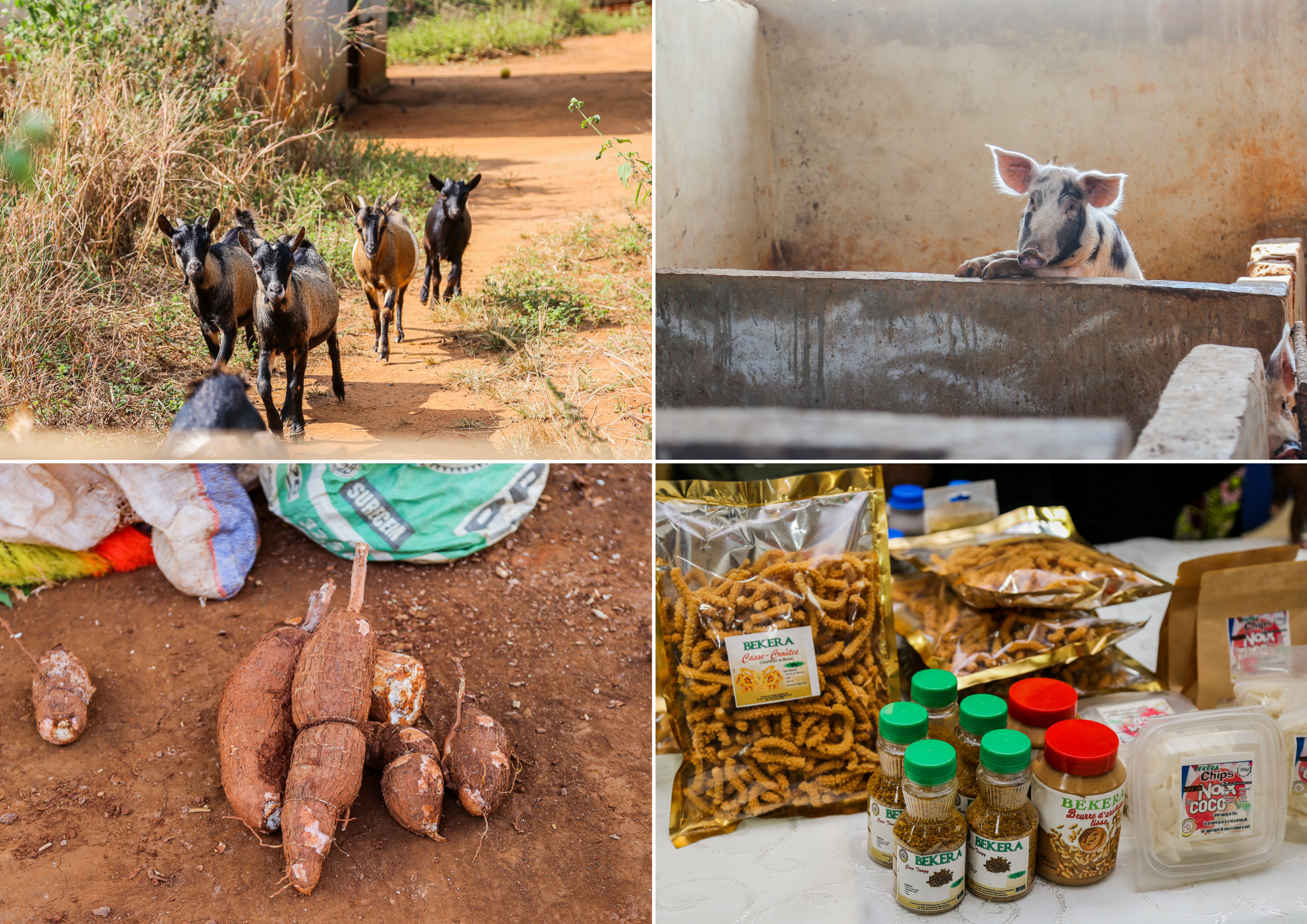 The village has a goat shed, pigsty, as well as cassava and vegetable fields. They produce flour, cassava snacks, ginger and turmeric mixtures, coconut chips, and honey, among other products.  