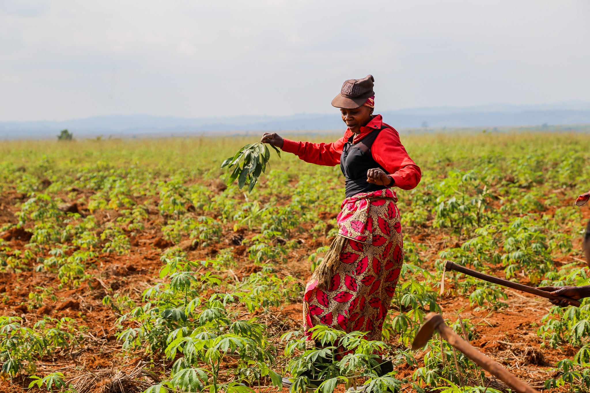 Industrie : le Congo normalise la farine de manioc