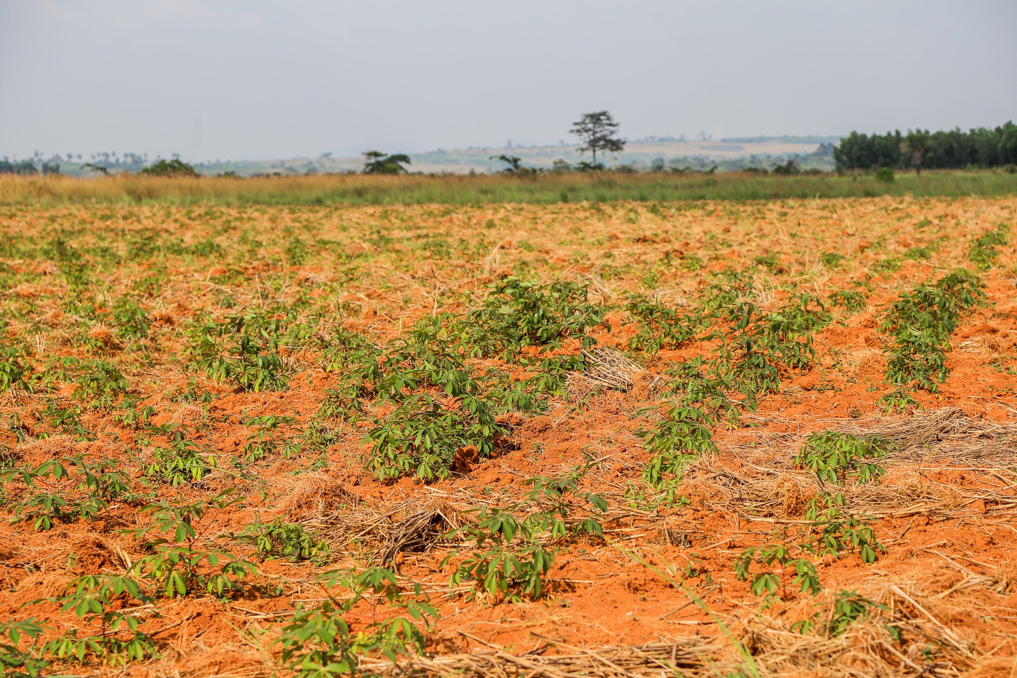 Agrikcom has bought a new 50 hectares field next to the village to enable to women to feel safe while walking to and from work.