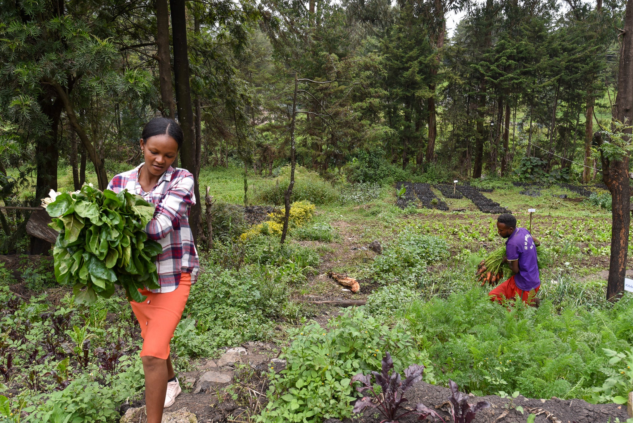 Shume with some chard/kosta she collected for sale from the garden, while her husband, Misgana (at the back) with the carrots, follows her