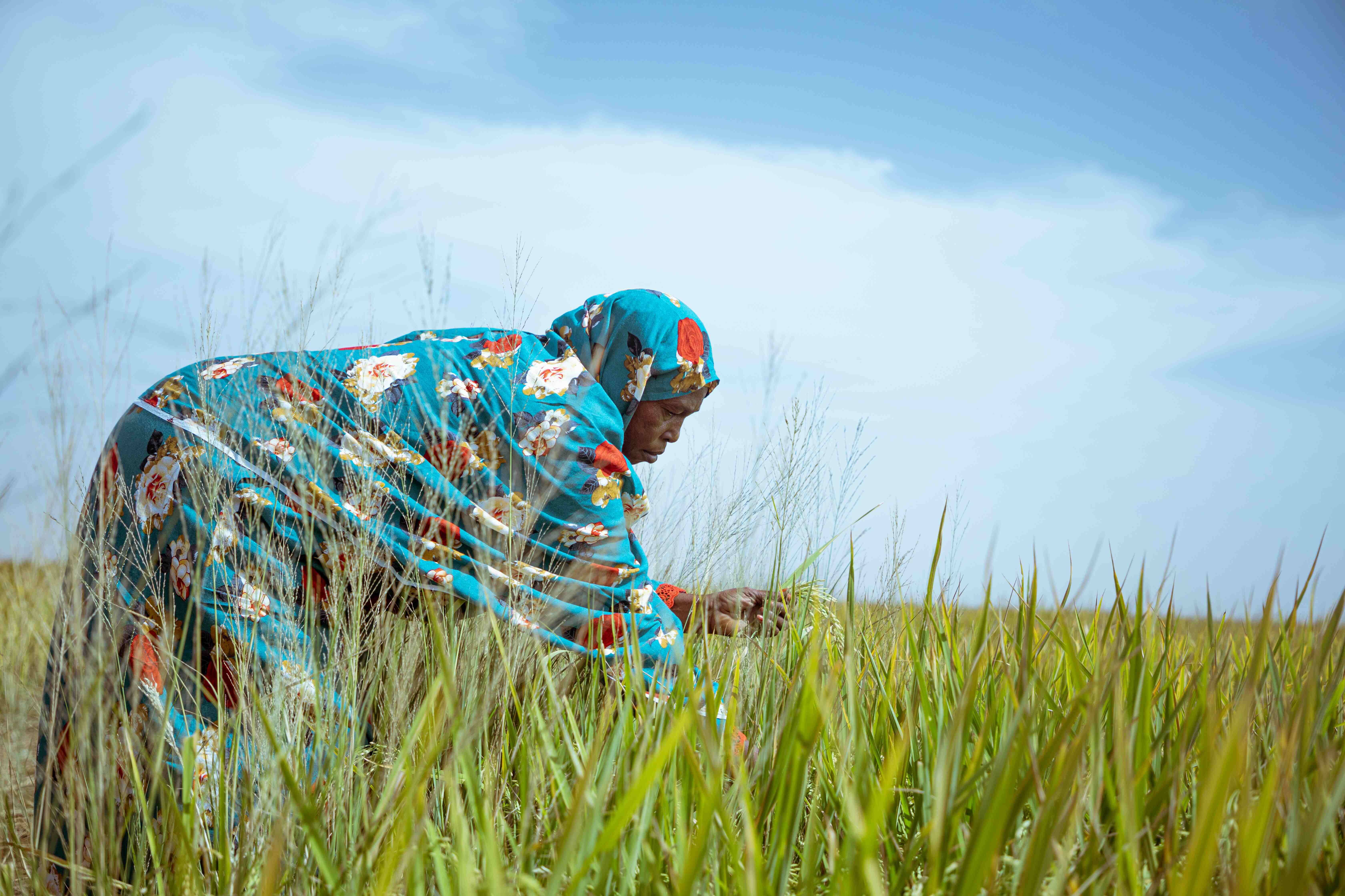 Khady DIALLO, en train de travailler au sein de la rizière. Crédit photo : Jean Baptiste DIOUF, ONU Femmes / 2023
