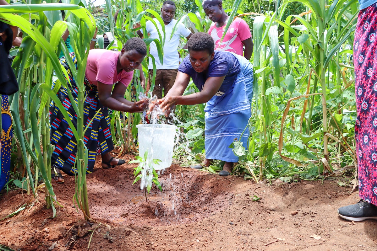 women from Makata, Blantyre  planting fruit tree seedlings. Photo: Christian Aid/Watipaso Nungu