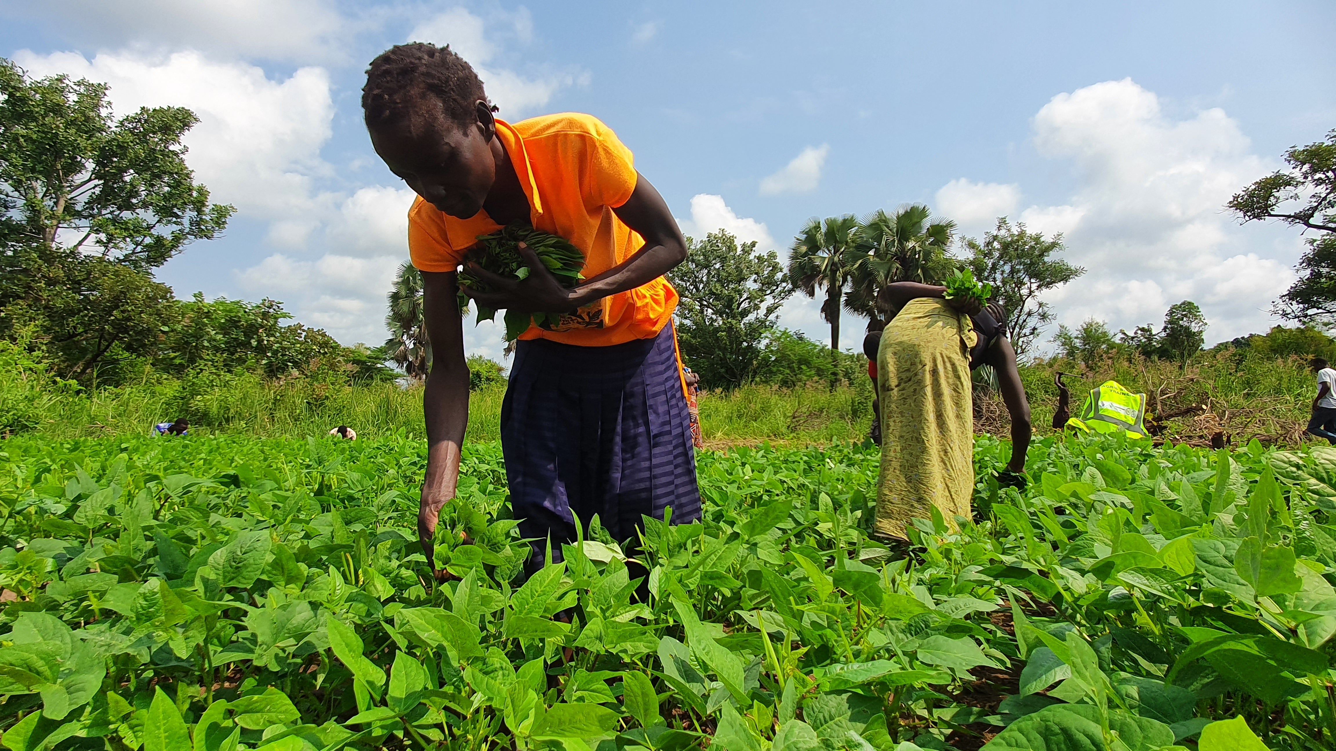 Two women are in a green field harvesting cowpea laves, bending down.