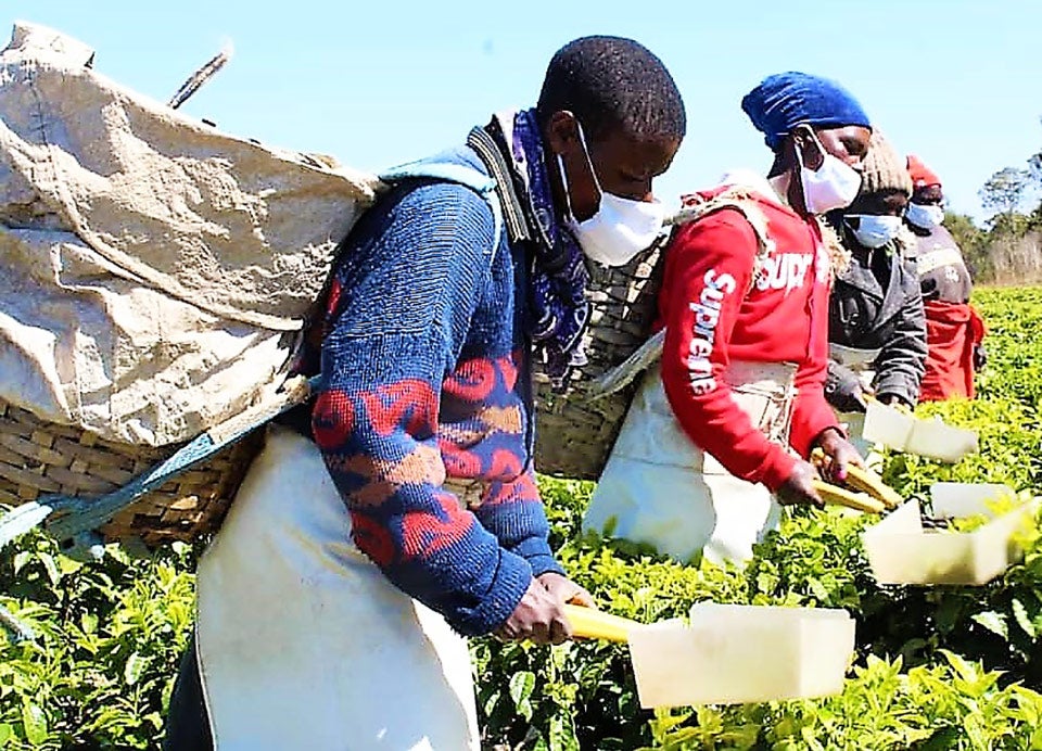 The UN Women and Unilever partnership with the Mufindi Women Network and the local government is ensuring that women working on the Unilever Tea Plantations are safe from COVID-19. Photo by UN Women