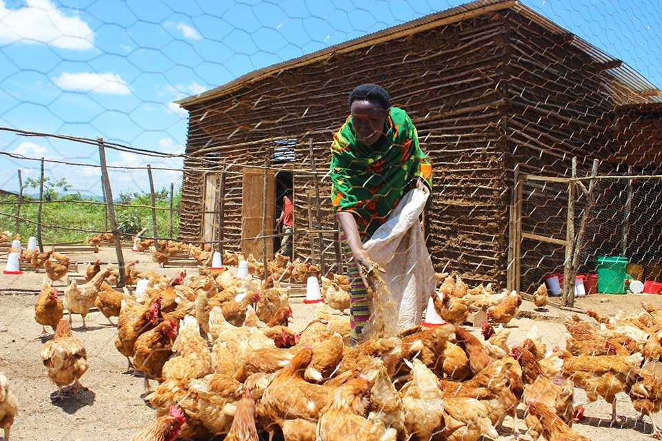 A-chicken-farm-supported-by-UN-Women-in-partnership-with-WPHF-and-owned-by-women-mediators-in-Ruyigi.-Photo-@UNWomen-Bdi_-February-2018_webopt