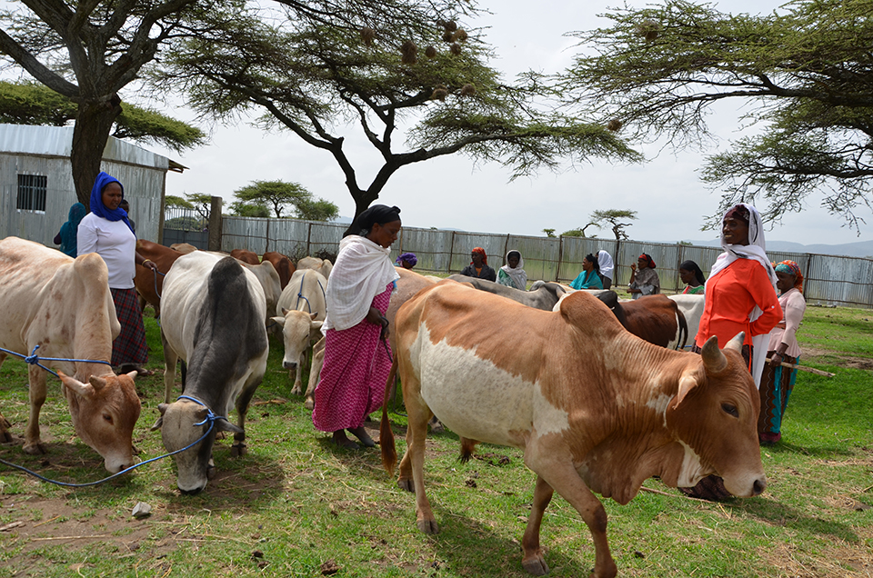Alima Bakuye with some of the members inside the women cooperative’s newly established modern cattle-fattening facility through the support of the joint programme.