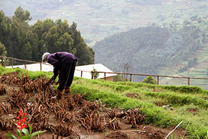 Rwandan farmer