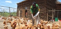 AchickenfarmsupportedbyUNWomeninpartnershipwithWPHFandownedbywomenmediatorsinRuyigiPhotoUNWomenBdiFe