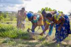 Quelques femmes de la coopérative Les Moissonneurs, nettoyant leur plantation