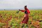 A woman vegetable farmer of Kuakua dances in the cassava fields